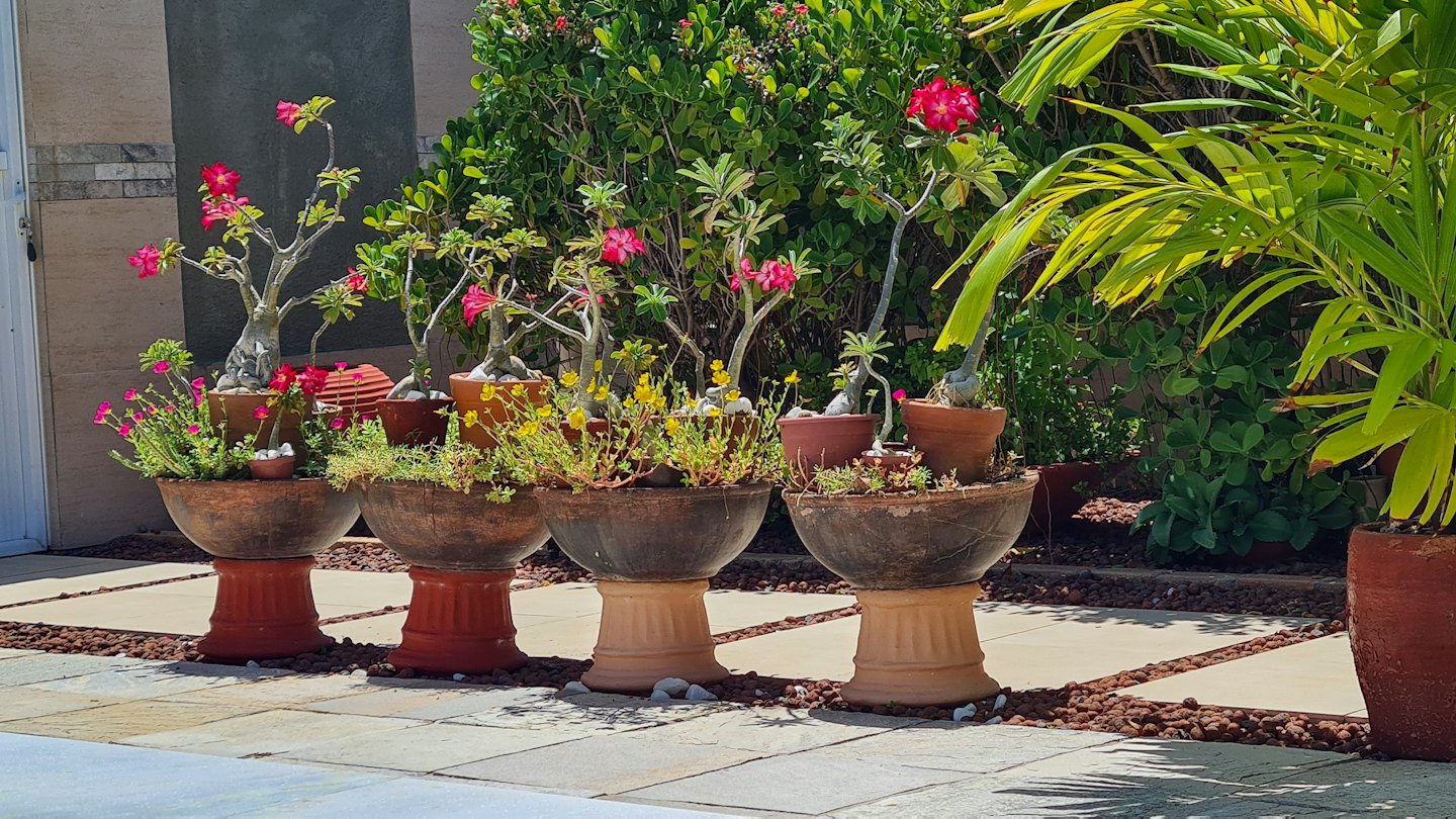 Potted plants and flowering desert roses arranged on a patio.