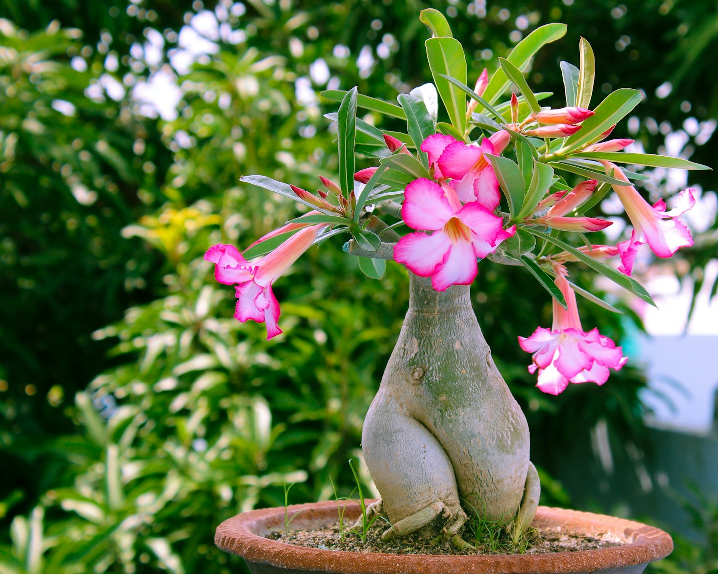 Potted desert rose with pink flowers and a large caudex.