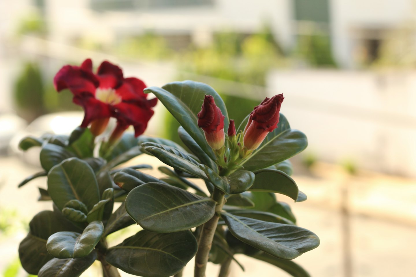 Desert rose plant with red flower and buds.