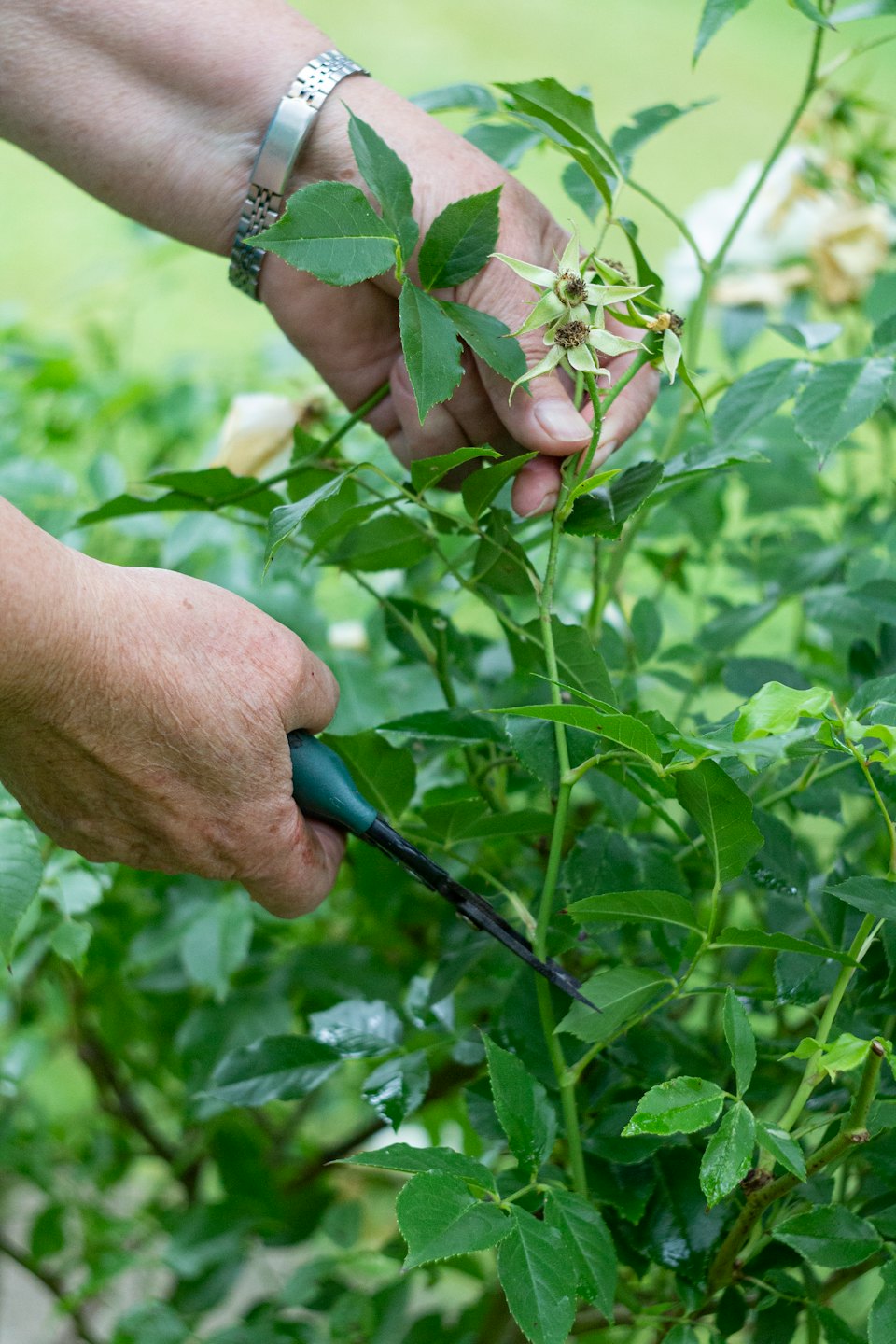 Hands pruning dead rose blooms with shears in a garden.