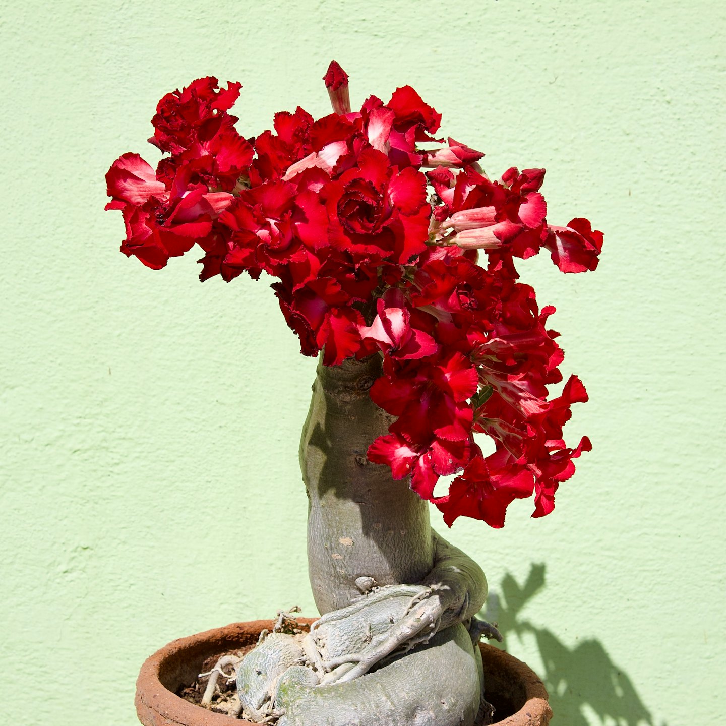A desert rose plant with red flowers sits in a terracotta pot.