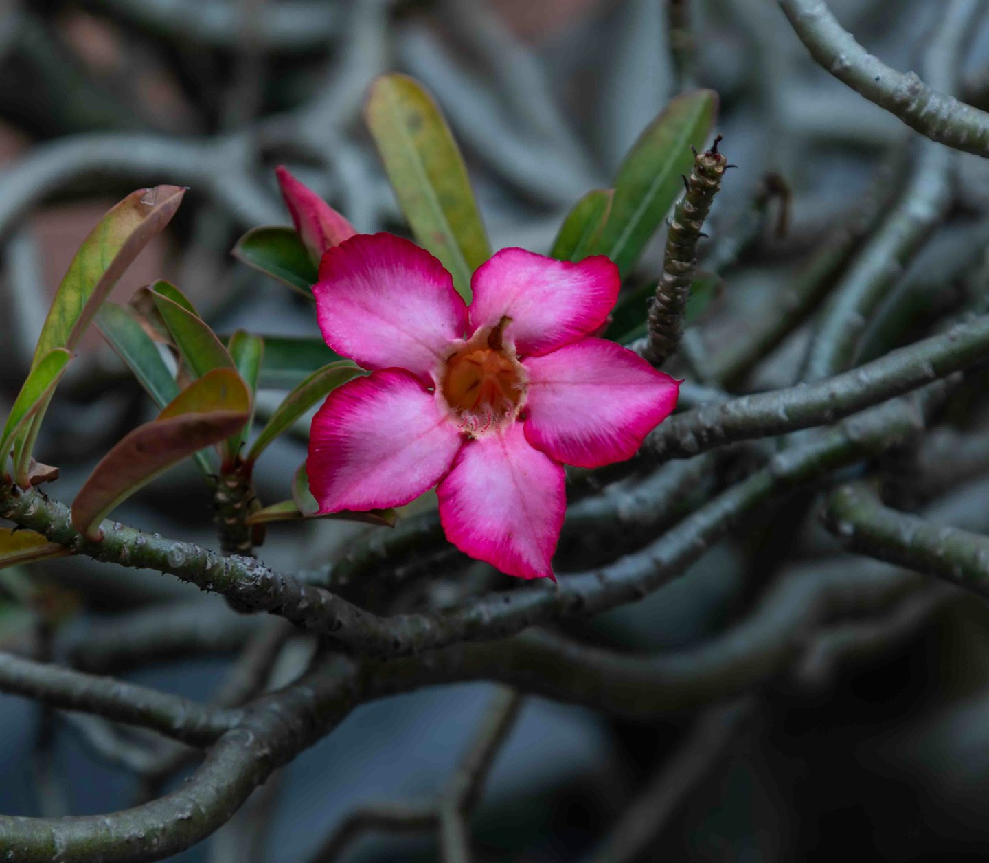 A pink desert rose flower blooms among gnarled branches.