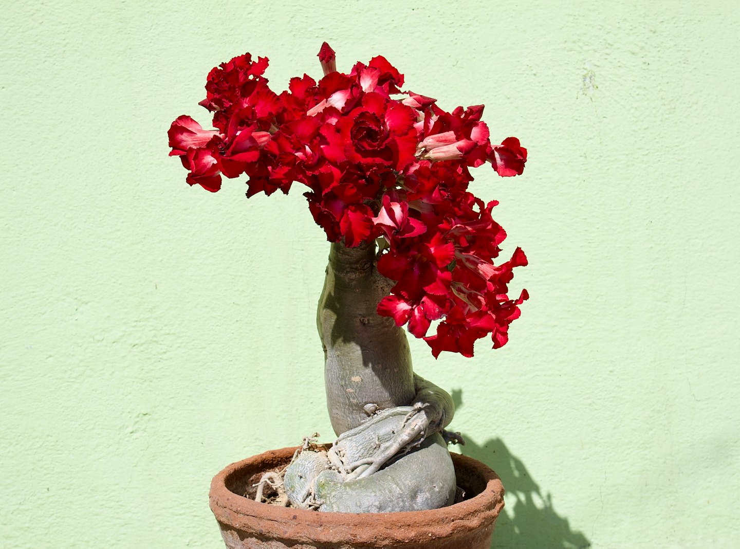 A blooming desert rose plant sits in a terracotta pot.