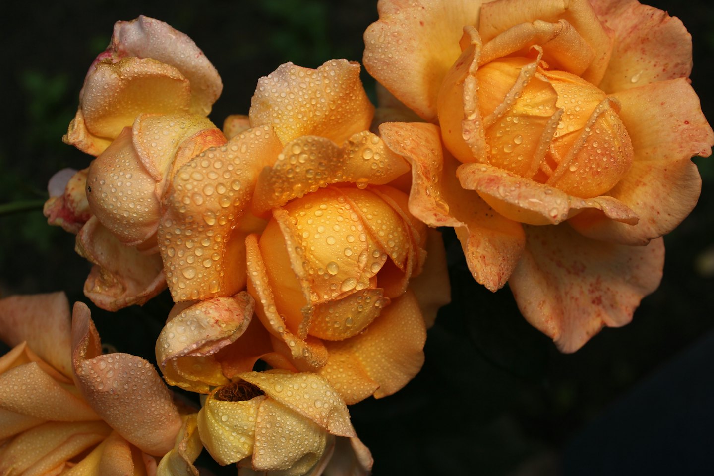 Orange and peach roses covered in morning dew.